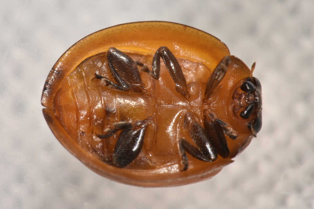 Coccinellidae immatura?  S, Exochomus sp.